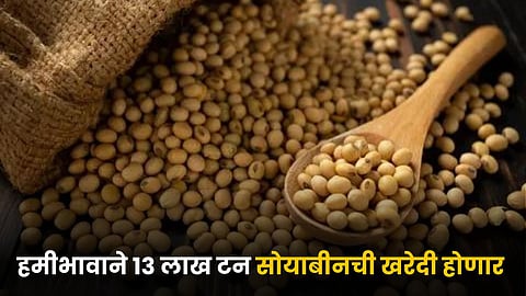 Soybean MSP