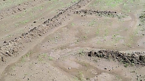 Crop Damage