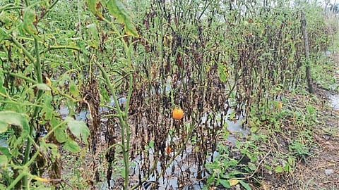 Crop Damage
