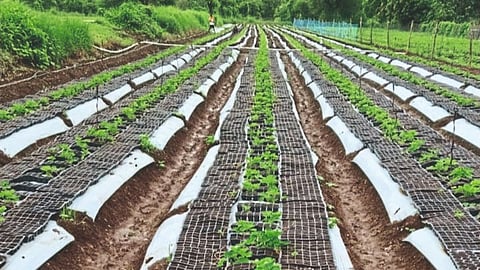 Strawberry Nurseries Rain Damage