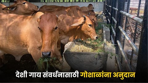 Indigenous Cow Conservation