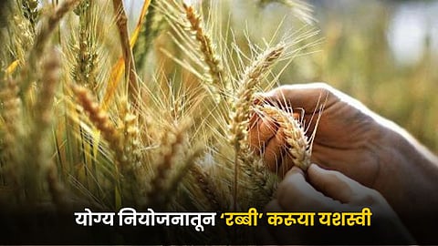 Rabi Season