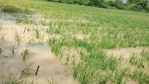 Crop Damage