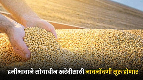 Soybean MSP