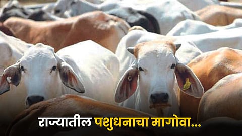 Livestock