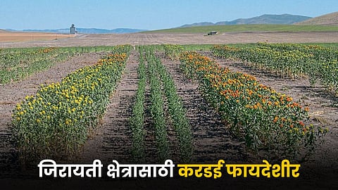 Safflower