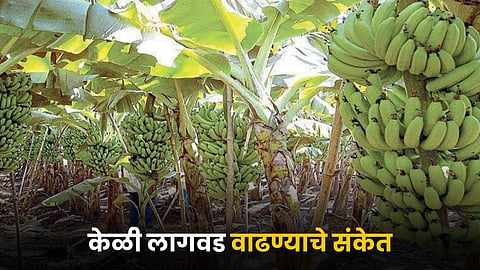 Banana Farming