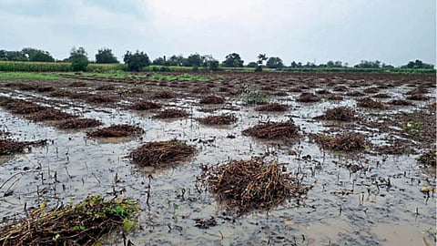 Crop Damage