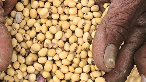 Sangli Soybean Farmer