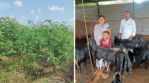 Agriculture Success Story