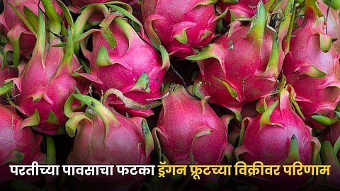 Dragon Fruit