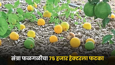 Orange Fruit