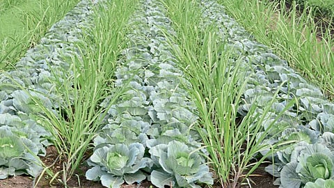 Sugarcane