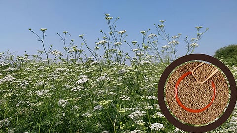 Ova Crop