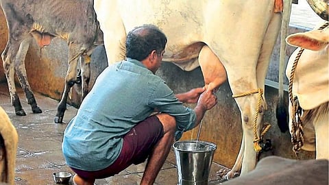 Milk Rate