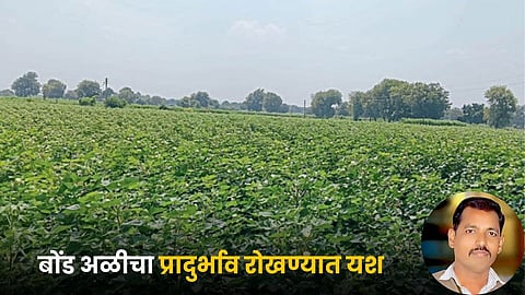 Pink Bollworm Infestation