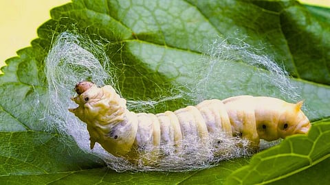 Sericulture