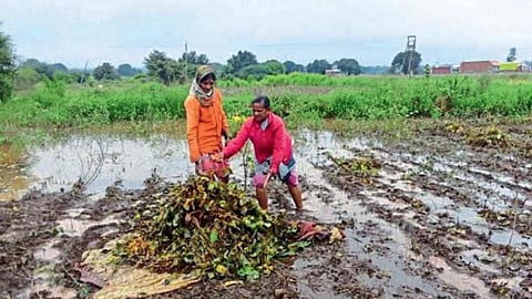 Soybean Crop Damage