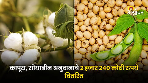 Cotton Soybean Subsidy