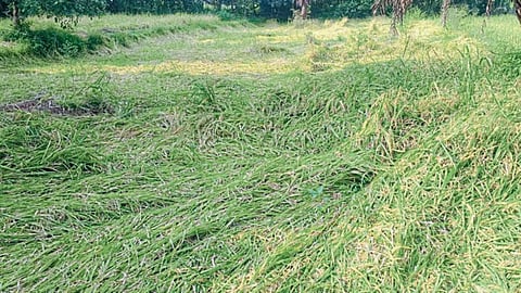 Paddy Crop