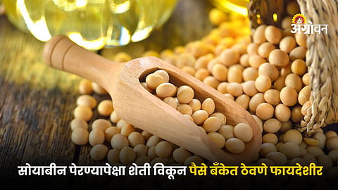 Soybean Farming Issue