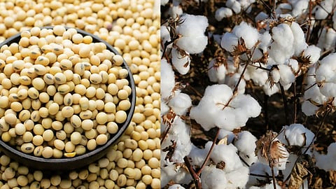 Soybean Cotton