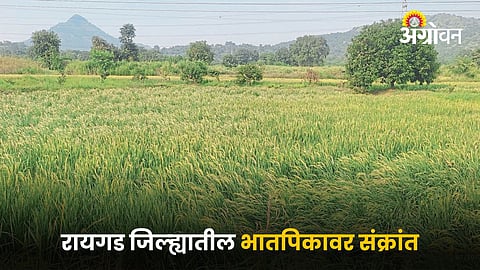 Paddy Crop