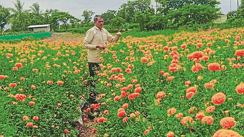Marigold