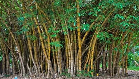 Bamboo Cultivation