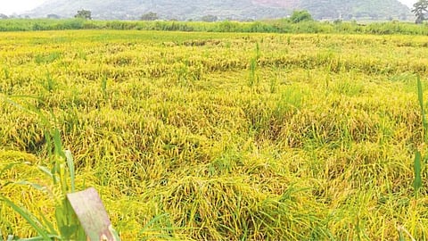 Paddy Crop Damage