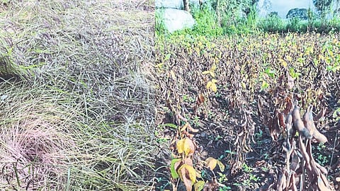 Kolhapur Crop Damage