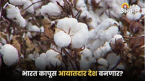Cotton
