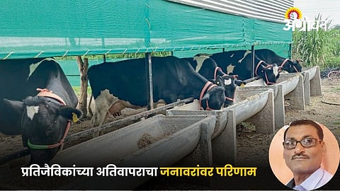 Cow Rearing