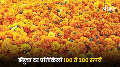 Marigold Flower
