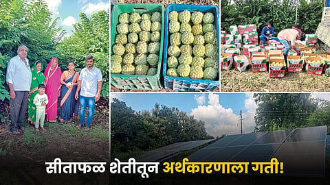 Sitaphal Farming