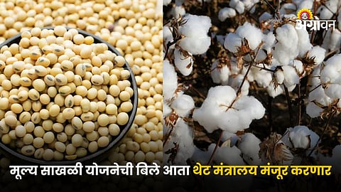Cotton and Soybean