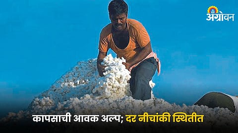 Cotton Market