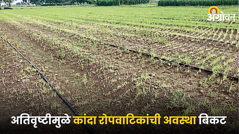 Onion Farming