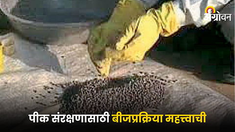 Seeding Process