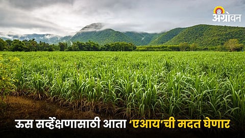 Sugarcane Farming