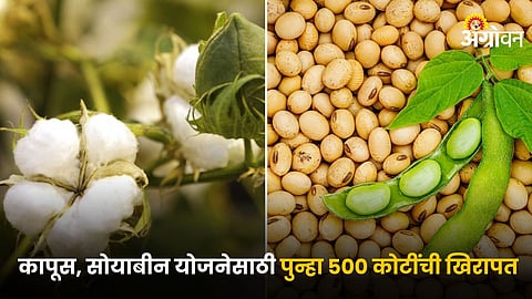 Cotton Soybean