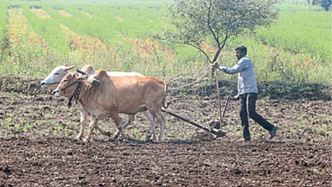 Rabi Sowing