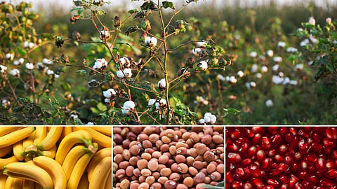 Agriculture Market