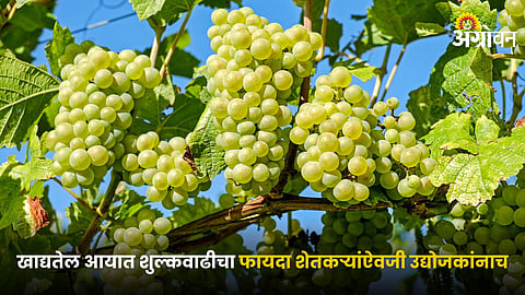 Grape Farming