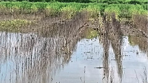 Crop Damage