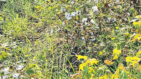 Soybean
