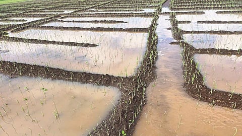 Crop Damage