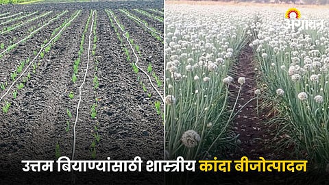Onion Farming