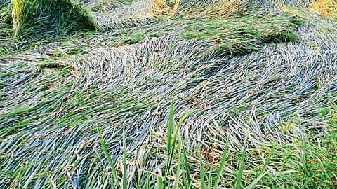 Crop Damage