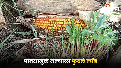Maize